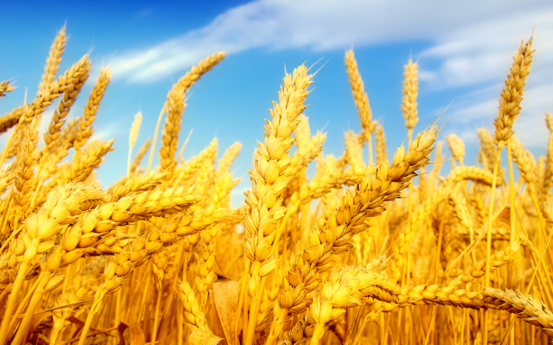 قیمت خرید تضمینی گندم در ورامین اعلام شد