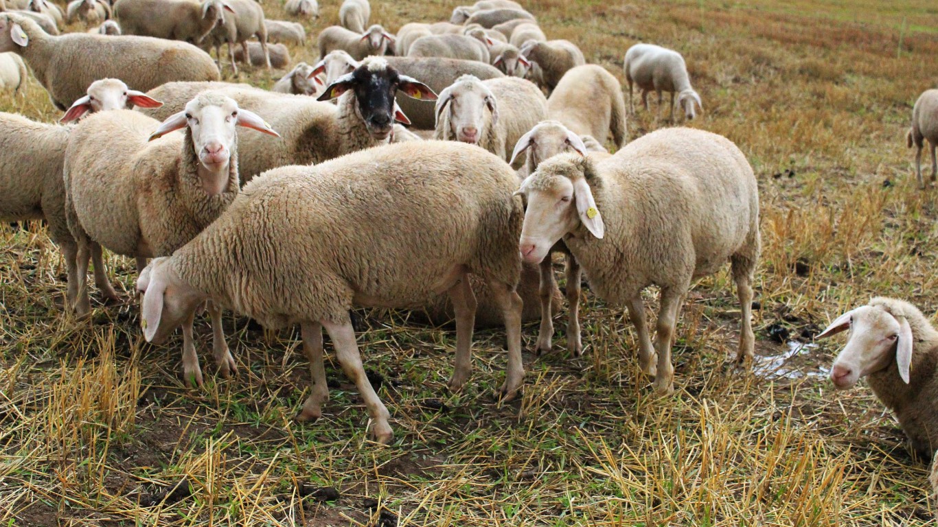 قطار ۶۰ گوسفند را در ورامین کشت